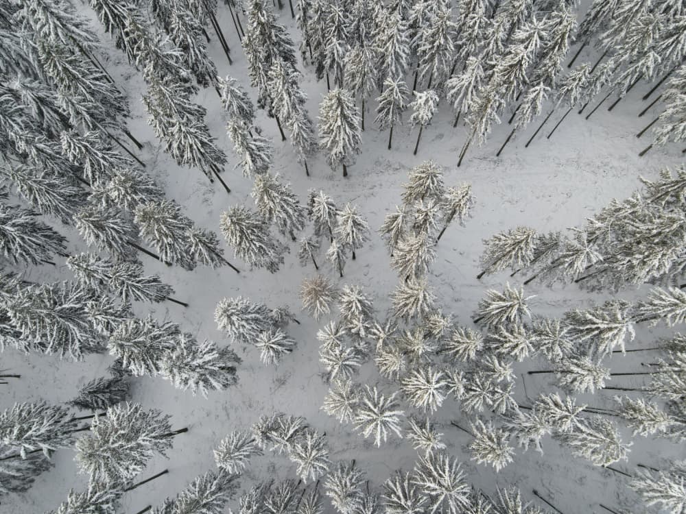 Snow Covered Trees 3 by Mareike Böhmer — canvas wall art