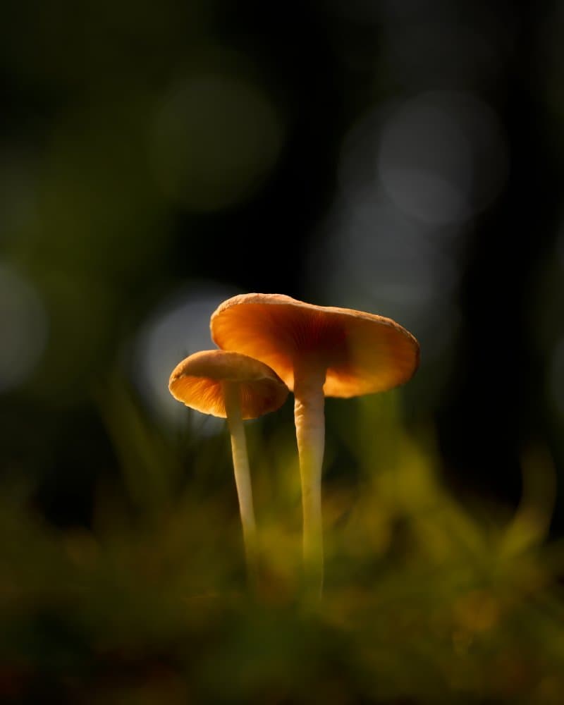 Glowing Forest Mushrooms by Gatot Herliyanto — canvas wall art