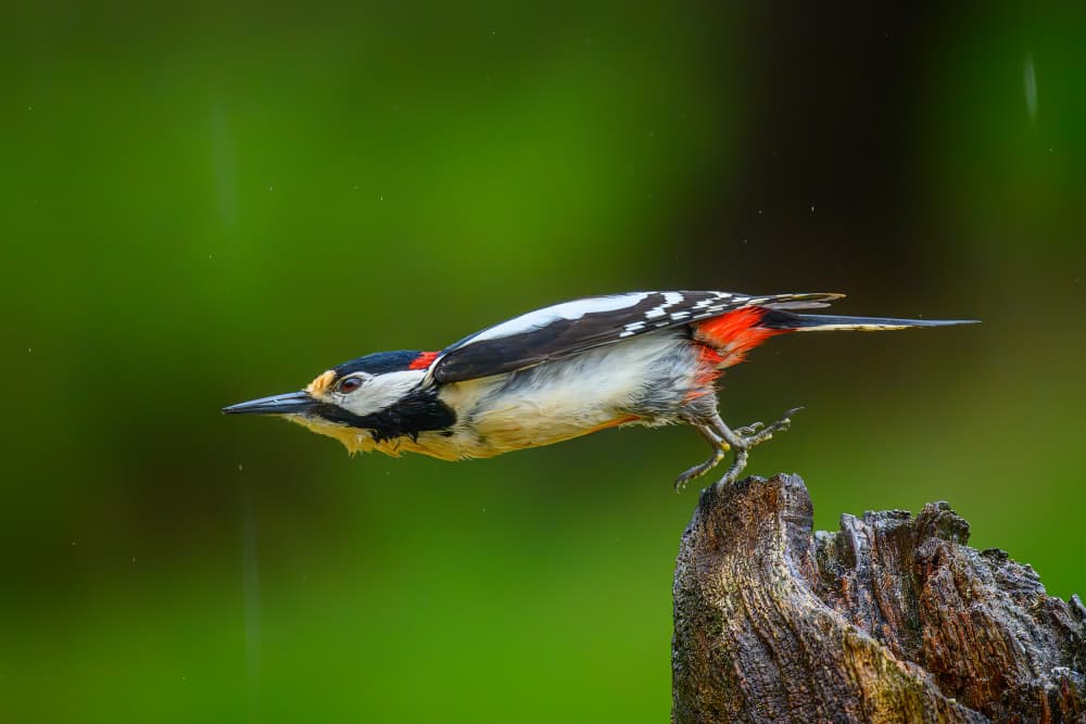 Rainy Woodpecker Leap by Marion Keijzer — canvas wall art