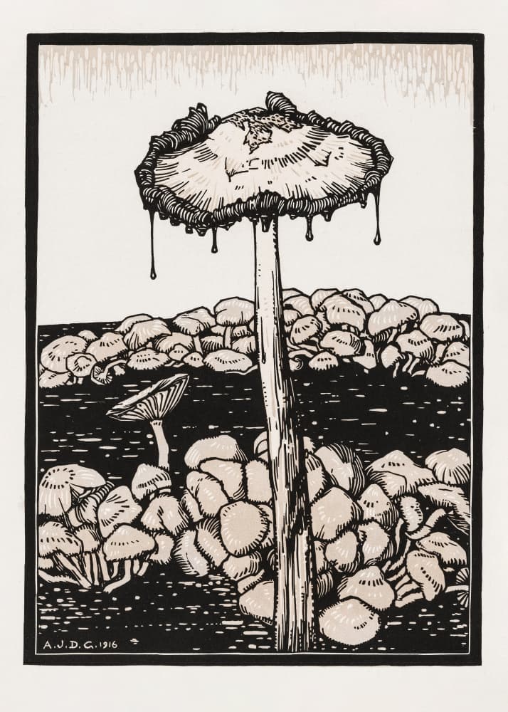 Dripping Mushroom 1916 by Julie De Graag — canvas wall art