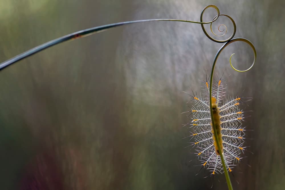 Elegant Spiral Caterpillar by Abdul Gapur Dayak — canvas wall art