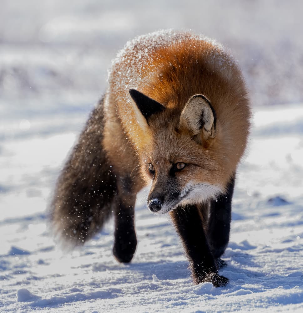 Watchful Winter Fox by Liwen Tao — canvas wall art