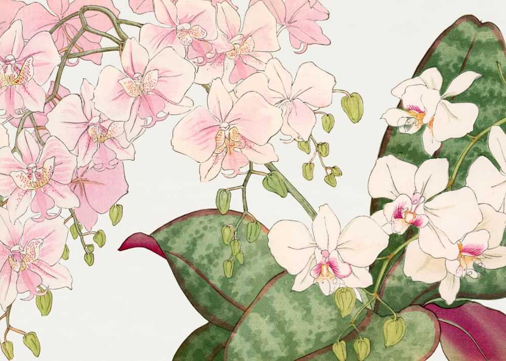 Vintage Orchid Flower No.2 by Tanigami Konan — canvas wall art