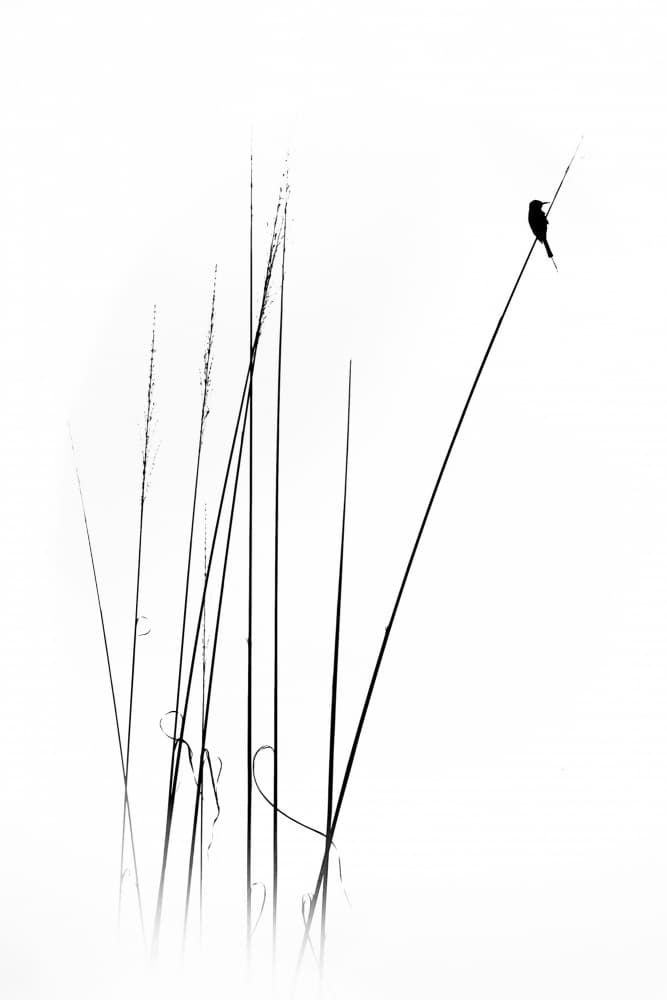 Graceful Reed Bird