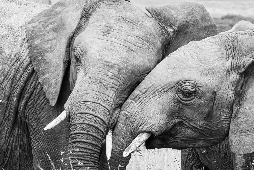 African Elephant Embrace by Paul Hsi — canvas wall art