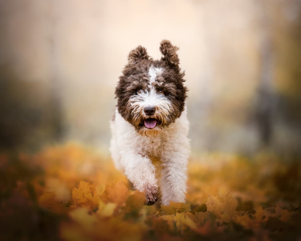 Happy Autumn Puppy by Dmitry Razr — canvas wall art