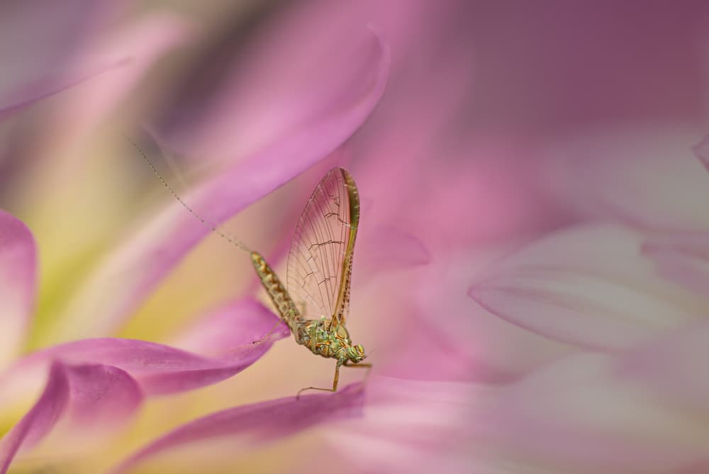 Delicate Mayfly Blossom by Piet Haaksma — canvas wall art