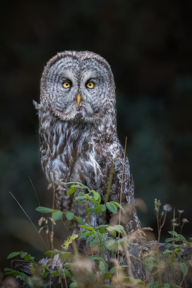 Great Gray Owl Portrait by Richard Liu — canvas wall art