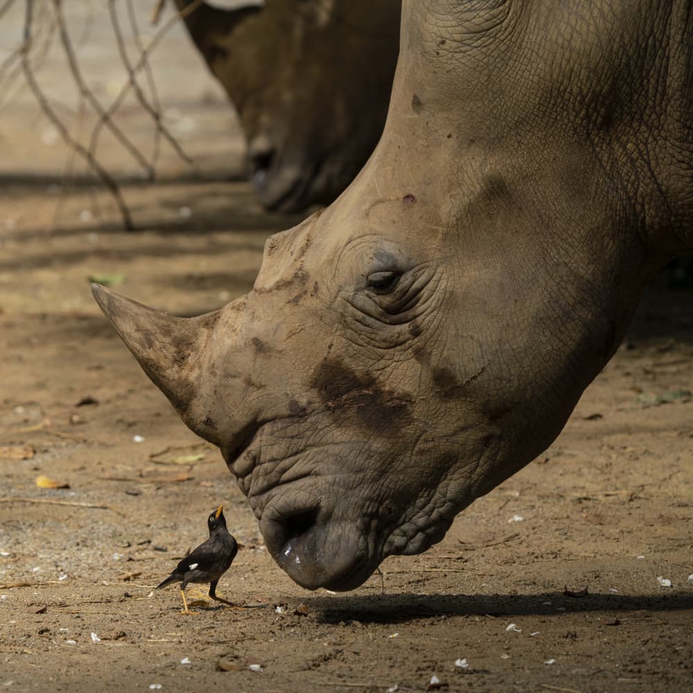 Curious Rhino and Bird by TWEE LIANG WONG — canvas wall art