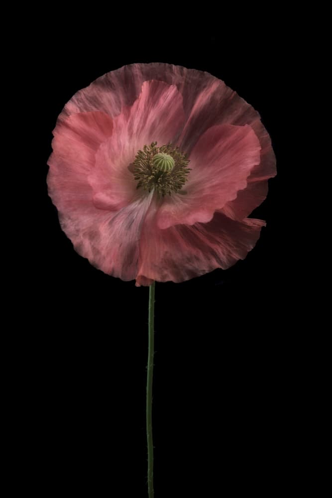 Delicate Pink Poppy by Lotte Grønkjær — canvas wall art