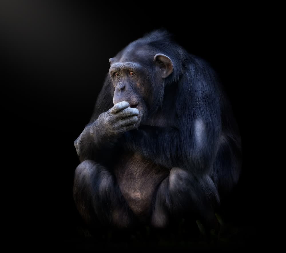 Thoughtful Chimp Portrait by Helena GARCIA HUERTAS — canvas wall art