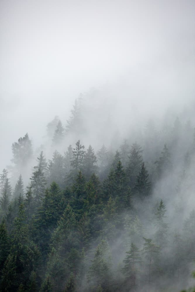 Foggy Morning 2 by Mareike Böhmer — canvas wall art