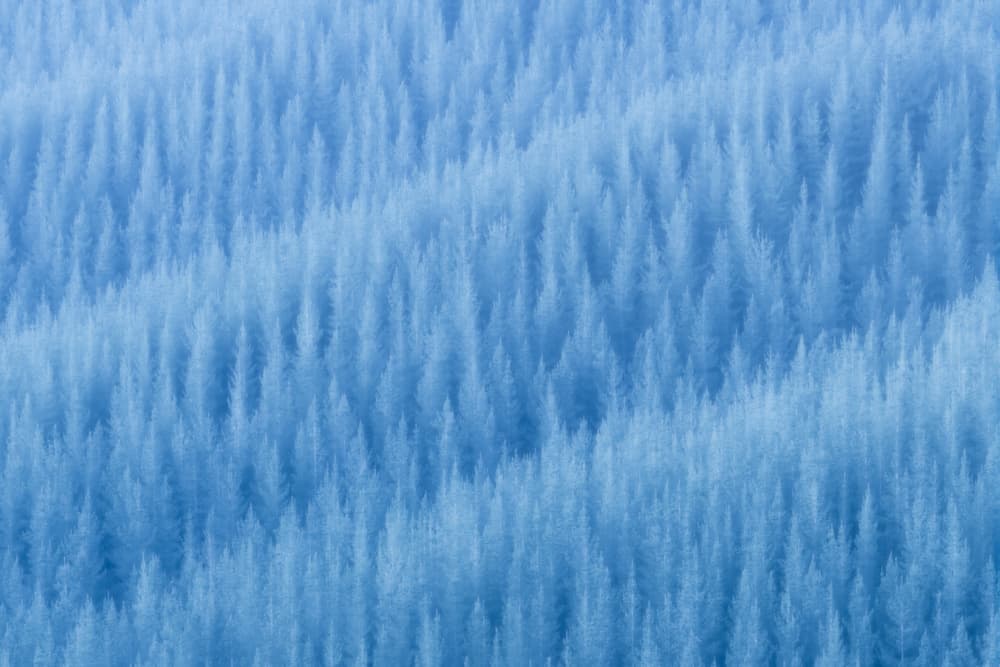 Frozen Blue Forest by Jingshu Zhu — canvas wall art
