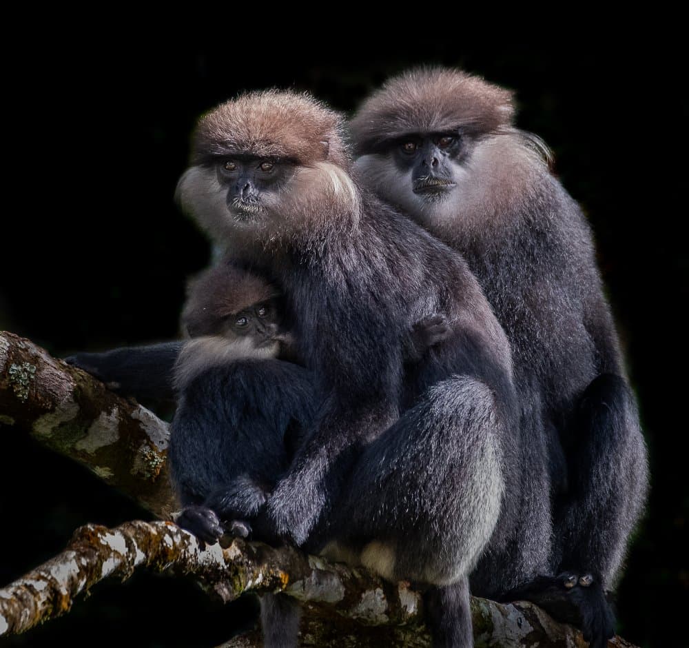 Purple-Faced Langur Family by Liwen Tao — canvas wall art