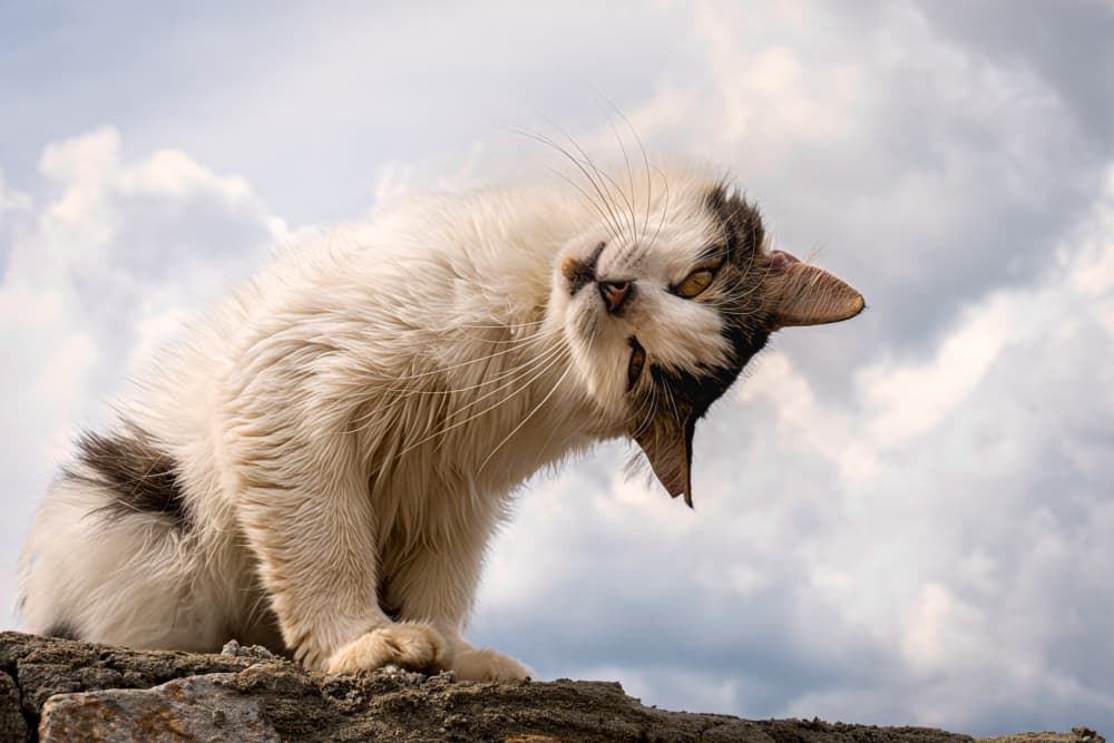 Funny Cat Head Tilt by Mustafa Sahin — canvas wall art