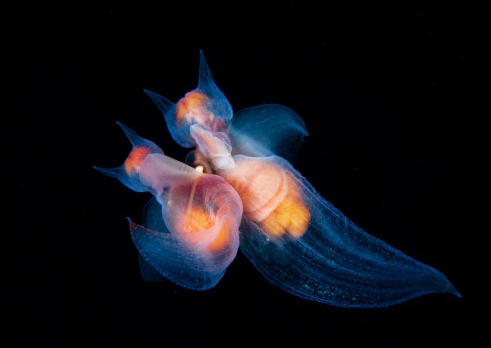 Ethereal Sea Angels by Andrey Narchuk — canvas wall art