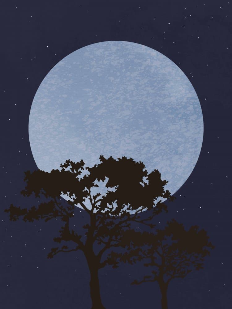 Moonlit Night Trees by Pictufy Studio II — canvas wall art