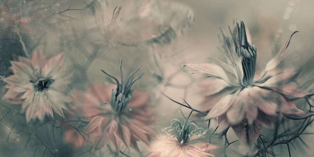 Soft Botanical Beauty by Heidi Westum — canvas wall art