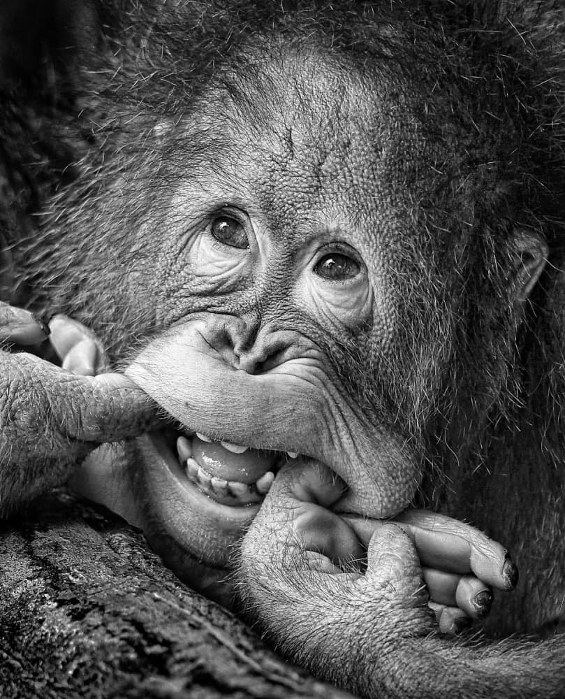 Playful Baby Orangutan