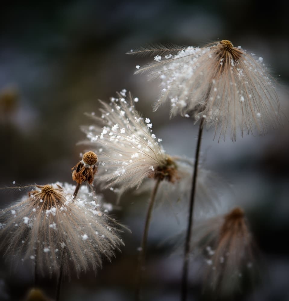 Snow Kissed Seeds by Shenshen Dou — canvas wall art