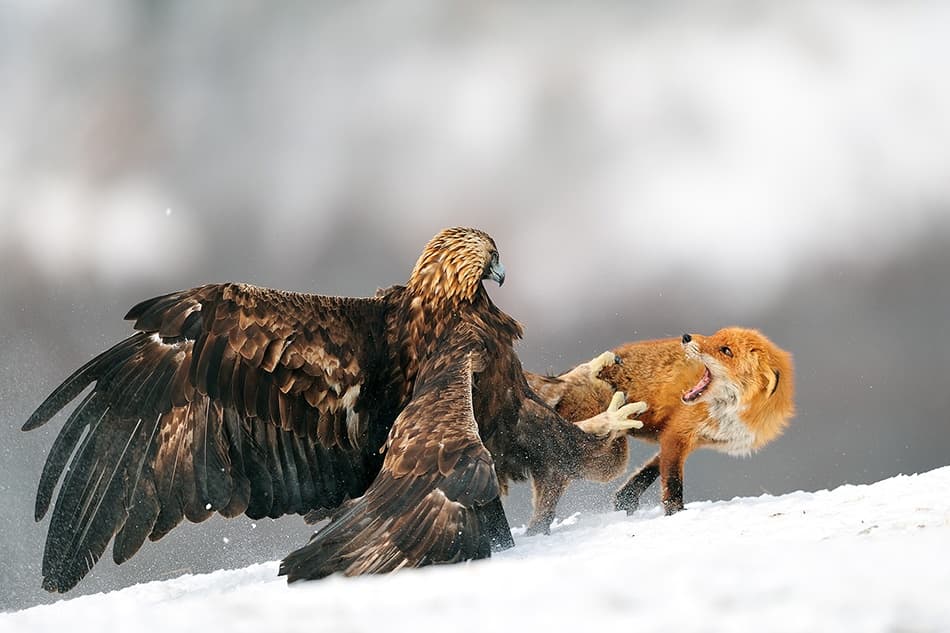 Golden Eagle Fox Hunt by Yves Adams — canvas wall art
