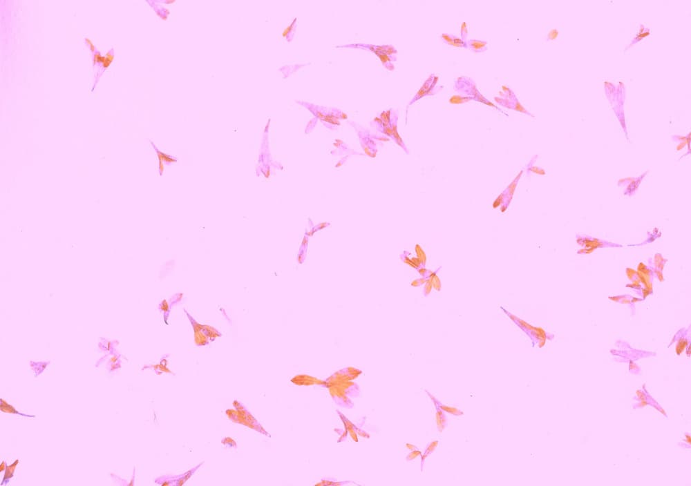 Pink Petal Scatter by Santhosh ch — canvas wall art