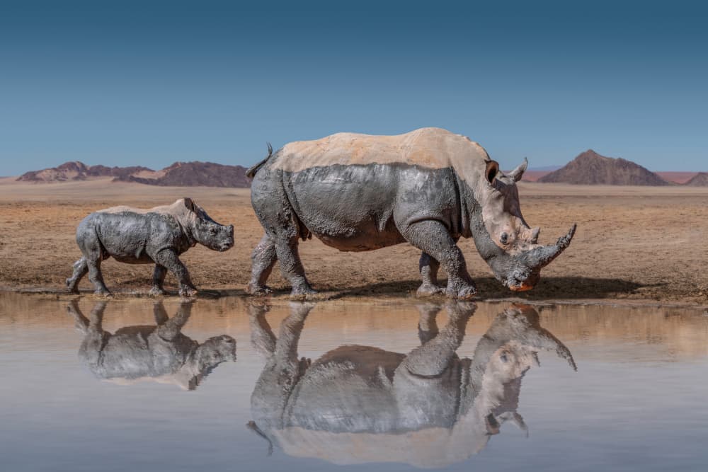 Rhino And Calf Reflection by Marcel Egger — canvas wall art