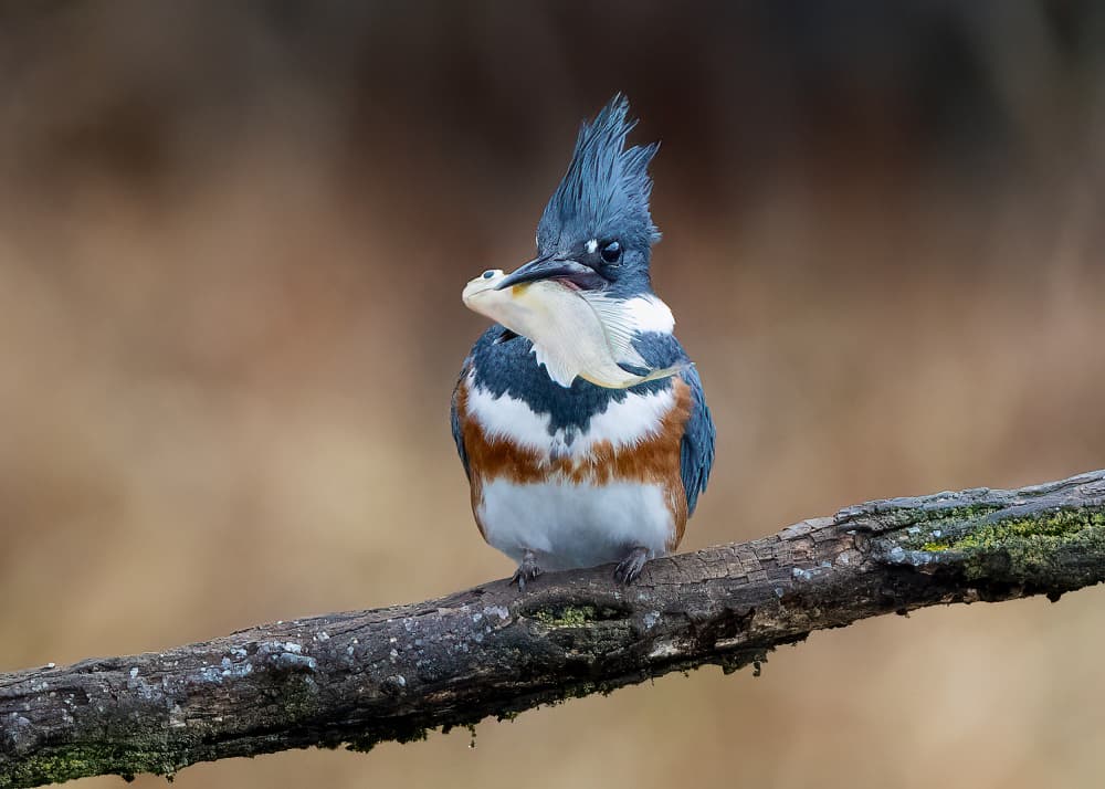 Belted Kingfisher's Catch by Robert Zhang — canvas wall art