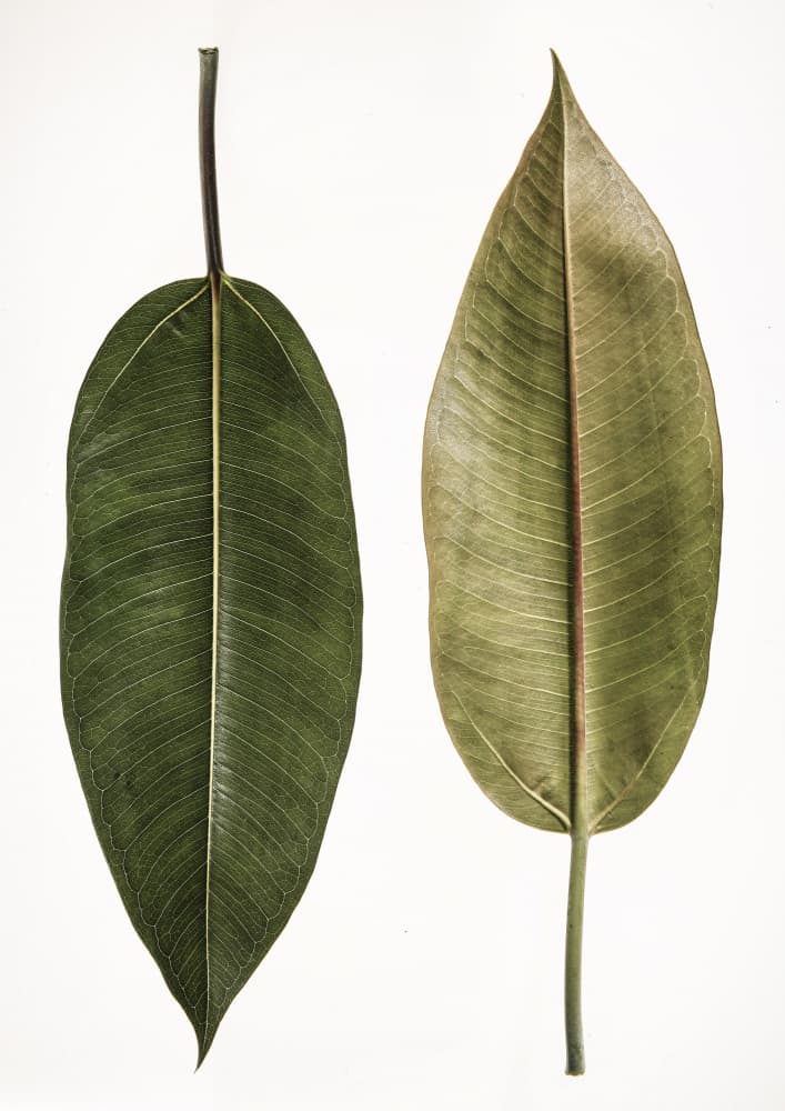 Dual Leaf Elegance by Shot by Clint — canvas wall art