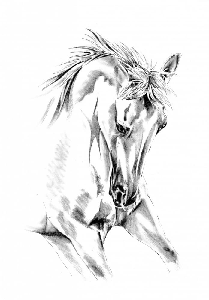 Spirited Horse Drawing by Kulik — canvas wall art