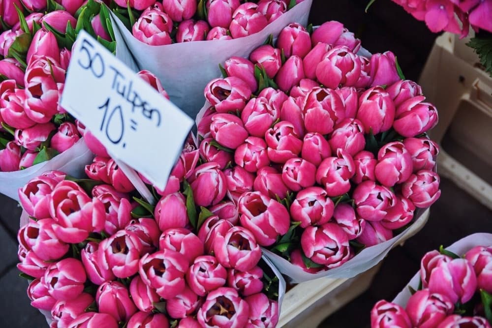 Fresh Pink Tulip Bundles by Del Mundo Imagery — canvas wall art