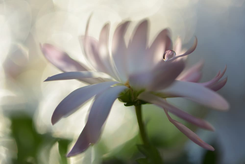 Dewy Pink Petal by Heidi Westum — canvas wall art