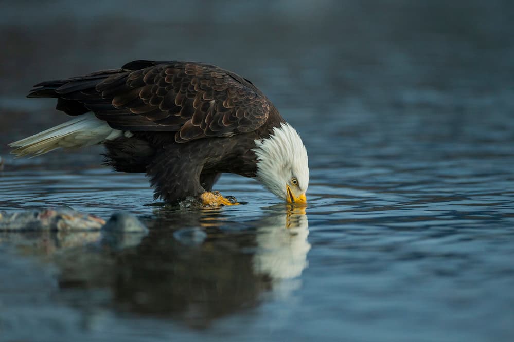 Majestic Eagle Drinking by Valerio Ferraro — canvas wall art