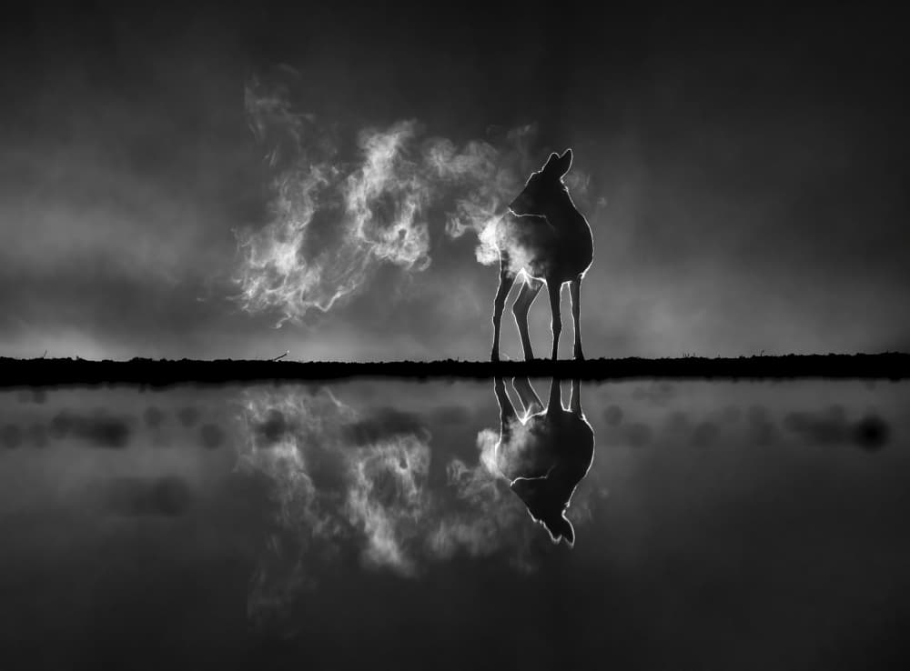 Deer's Winter Breath by Corry DeLaan — canvas wall art