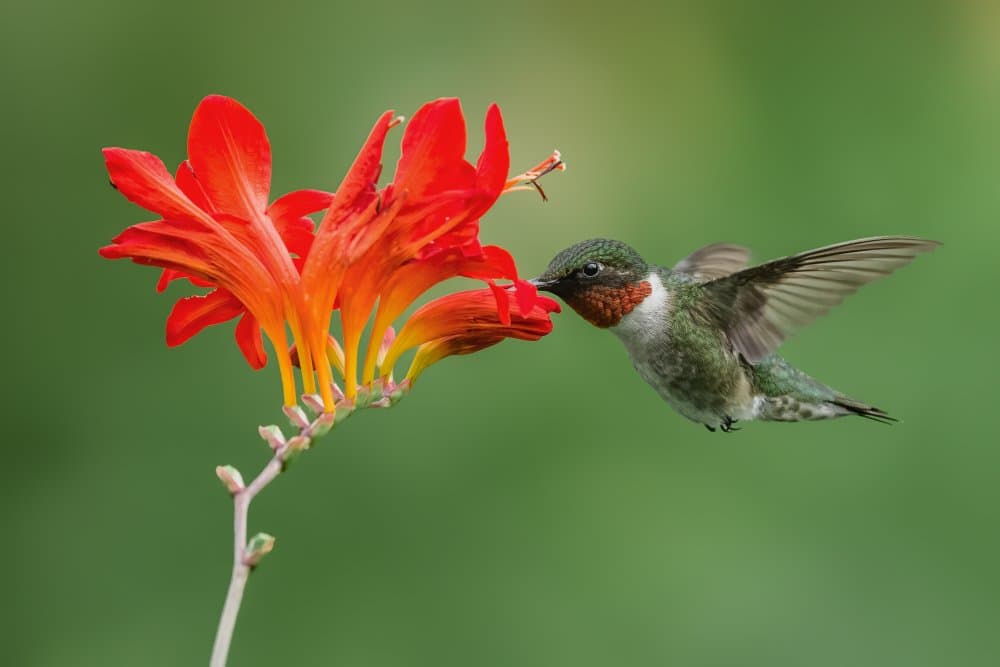 Hummingbird Nectar Feast by Donald Luo — canvas wall art