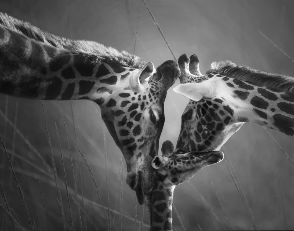 Tender Giraffe Nuzzle by Krystina Wisniowska — canvas wall art
