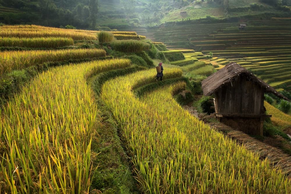 Golden Rice Terraces by Sarawut Intarob — canvas wall art