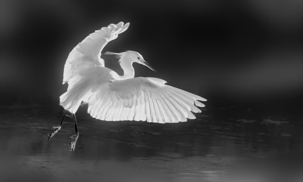 Graceful Egret Flight by Songhu Yan — canvas wall art