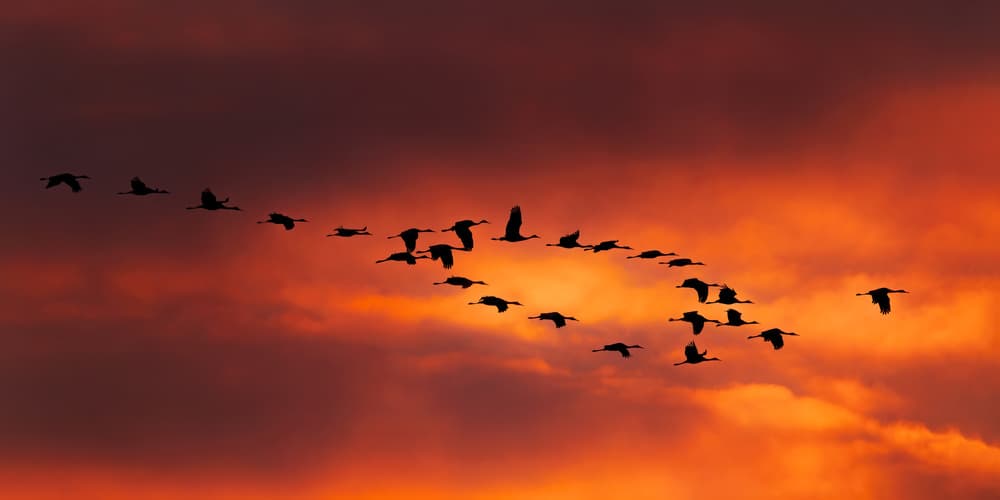 Vibrant Sunset Flight by Hanping Xiao — canvas wall art