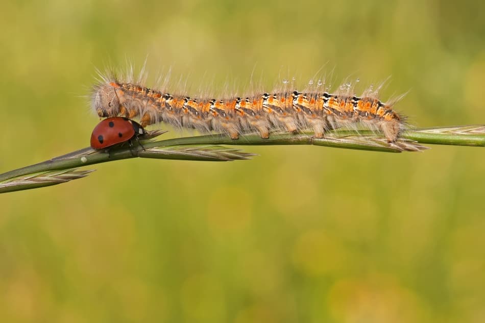 Caterpillar Ladybug Encounter by Eyal Amer — canvas wall art