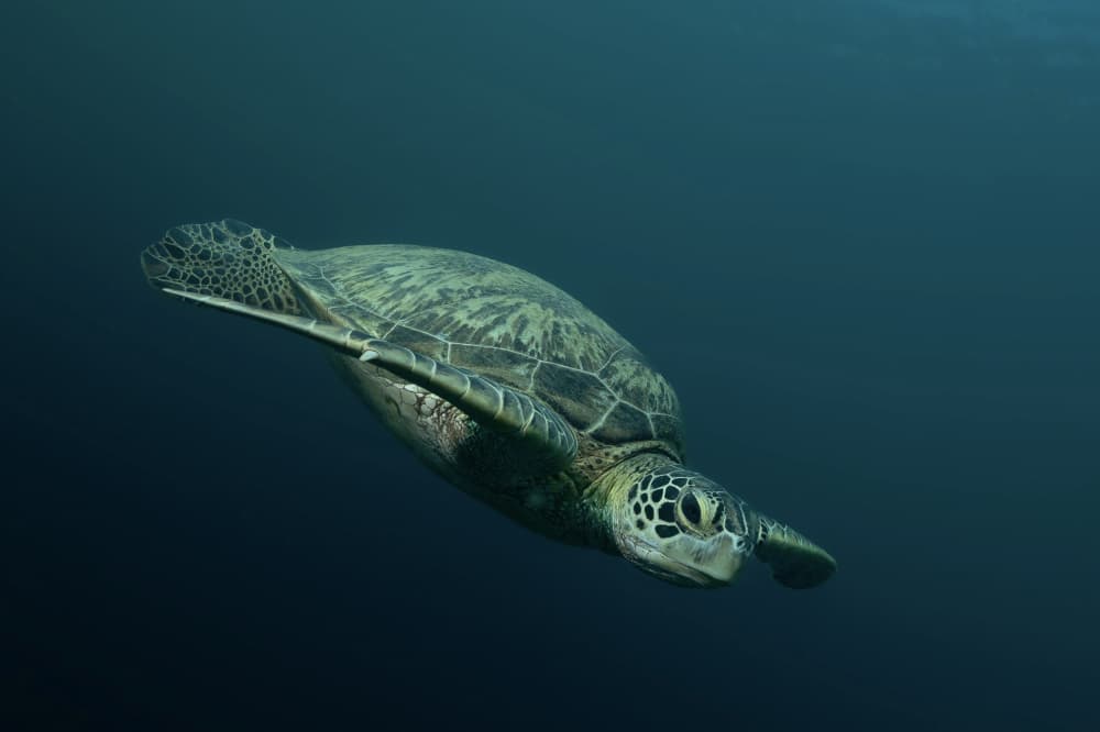 Graceful Green Sea Turtle by Serge Melesan — canvas wall art