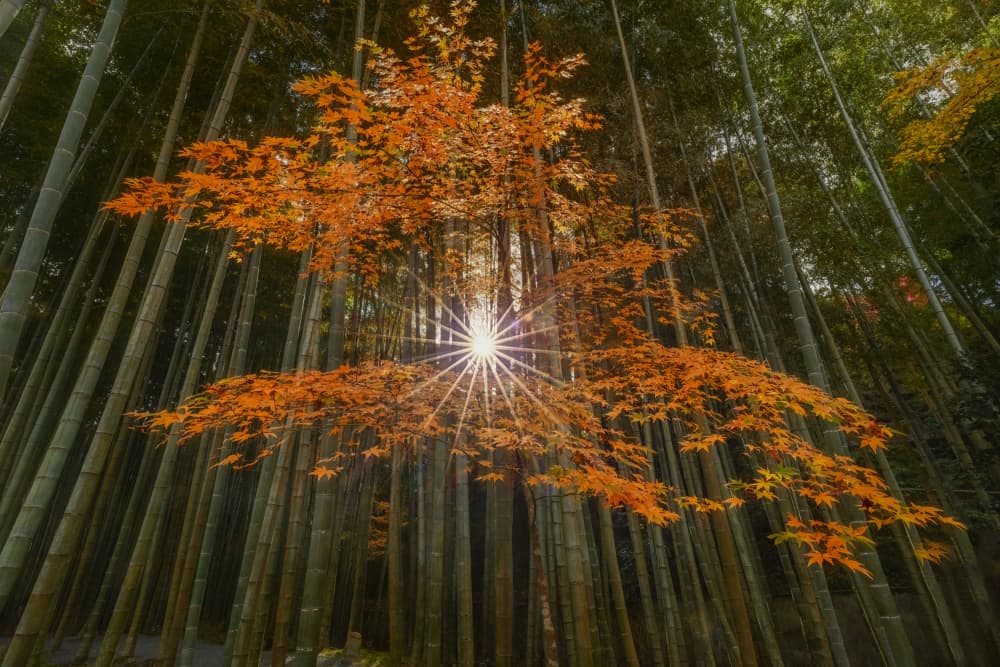 Ray of the Sun by Lisa D. Tang — canvas wall art