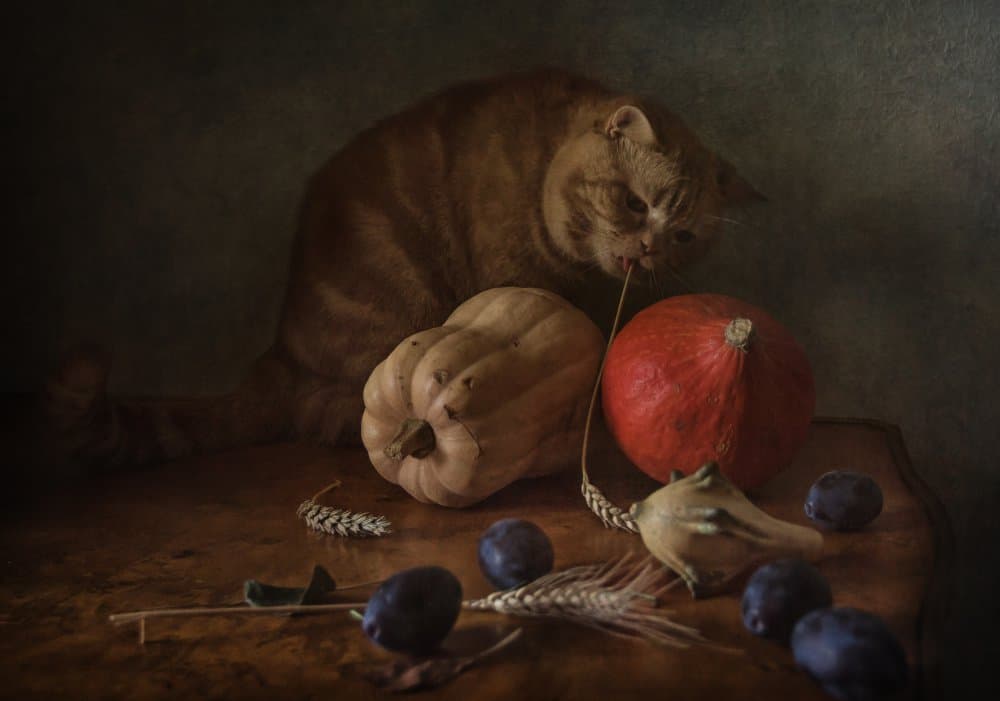 Curious Cat Harvest by Anna Petina — canvas wall art