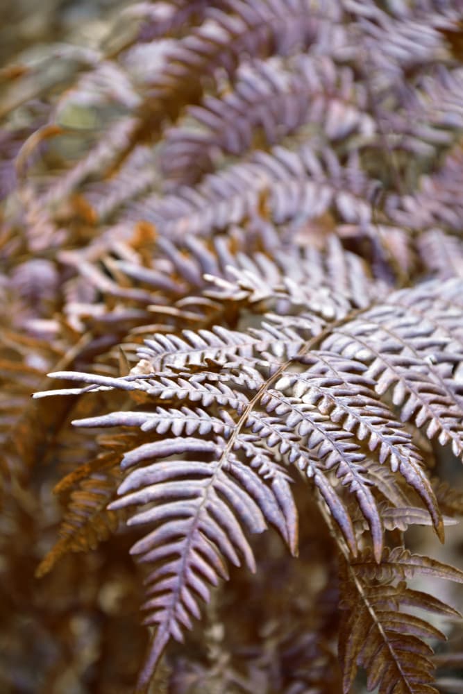 Autumn Fern Leaves by Christina Sillen — canvas wall art