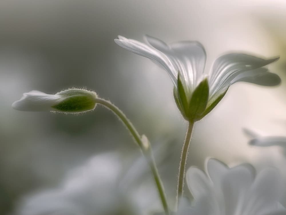 Delicate White Blooms by Bjorn Emanuelson — canvas wall art