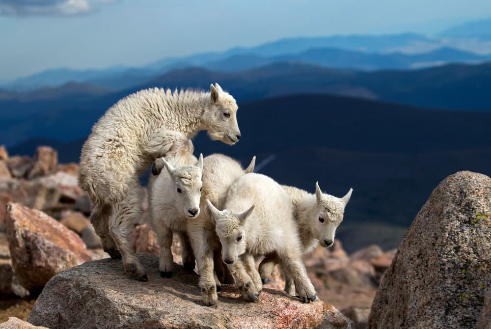 Playful Mountain Goats by verdon — canvas wall art