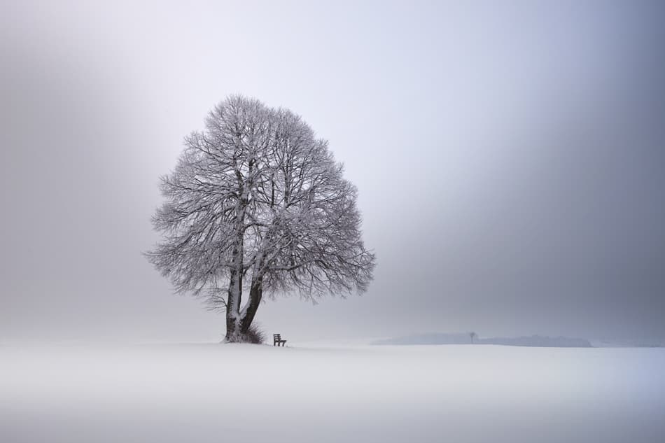 Winter Tree Serenity by Nicolas Schumacher — canvas wall art