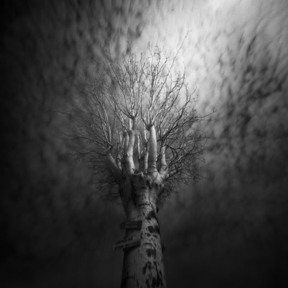 Mysterious Hand Tree by Raul Pires Coelho — canvas wall art