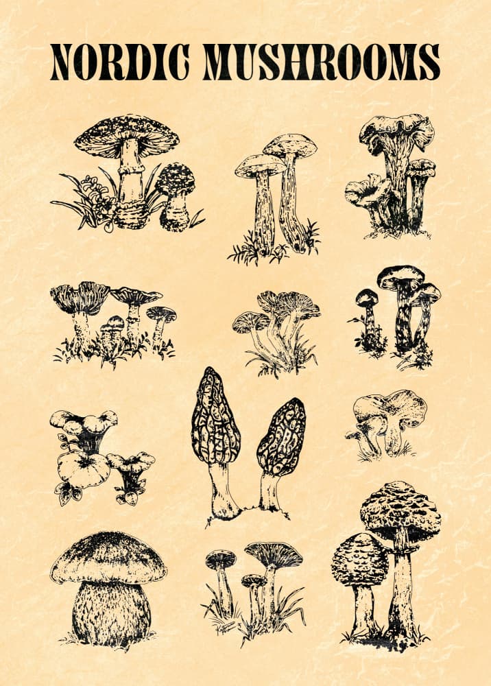 Nordic Mushroom Sketch by Katariina Kosunen — canvas wall art