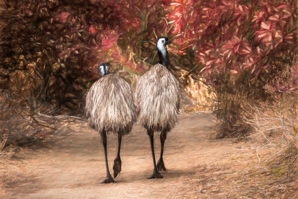Emus on a Red Path by Michel Groleau — canvas wall art